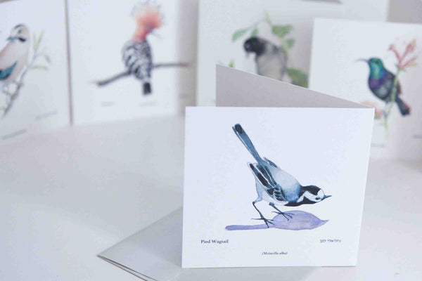 Pied Wagtail Greeting card